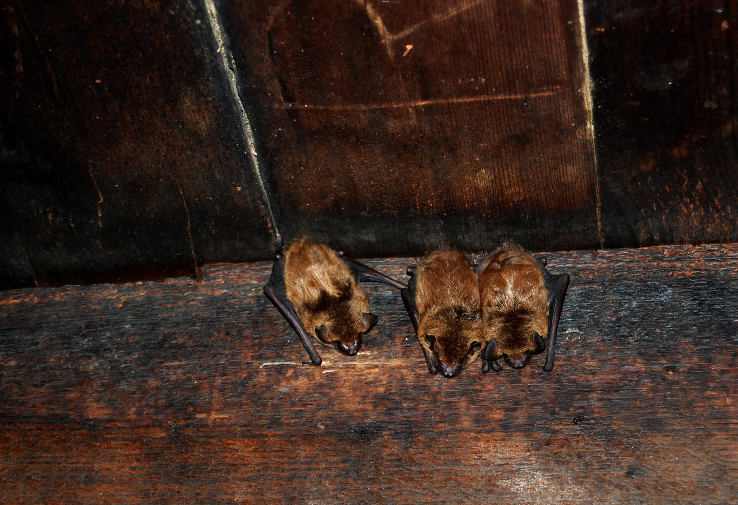 Bats wildlife removal