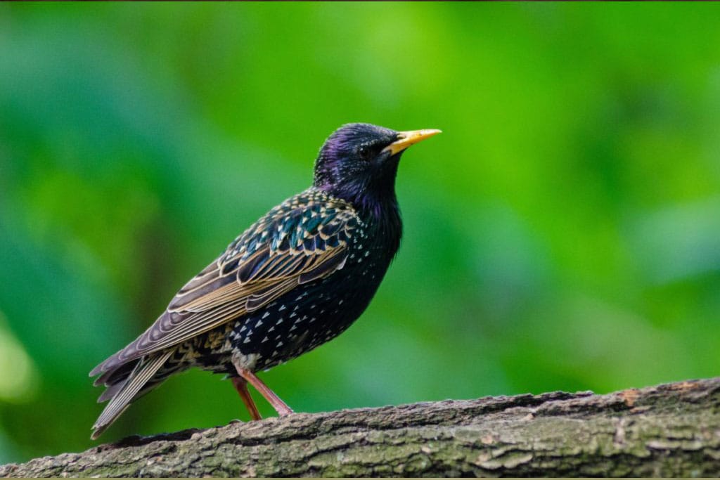 Starling Removal