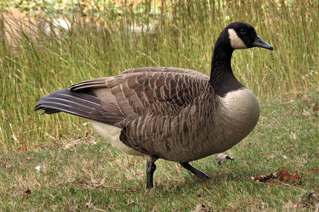 Canada Goose Removal