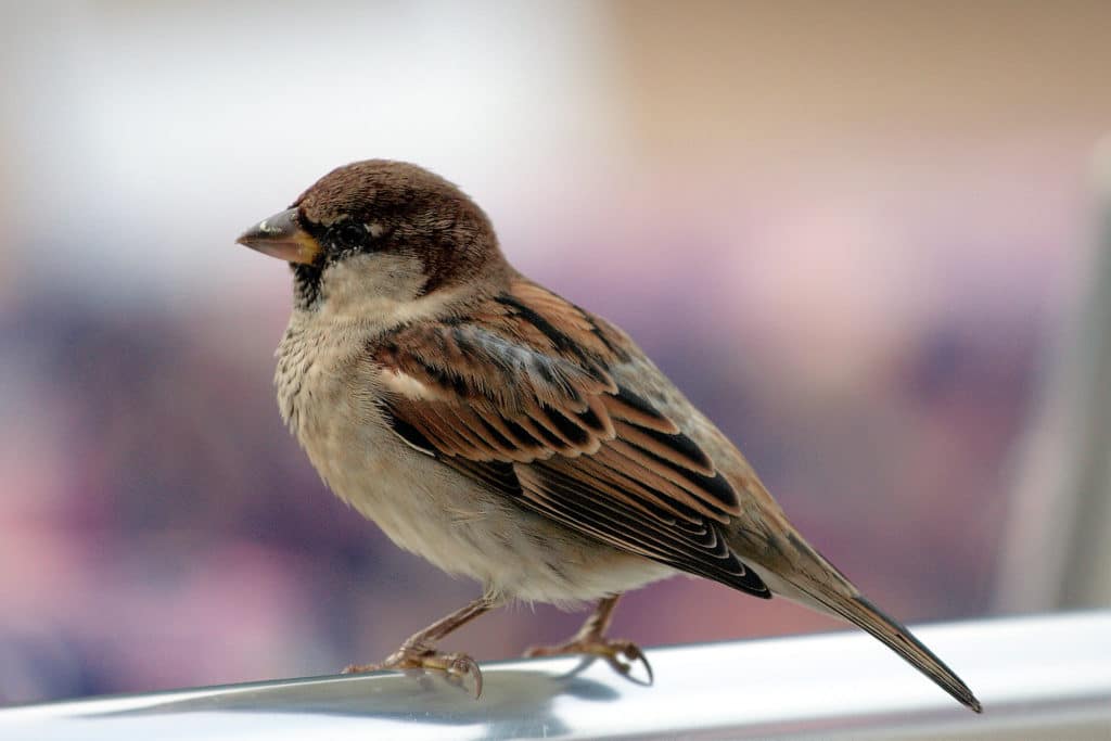 Sparrow Removal