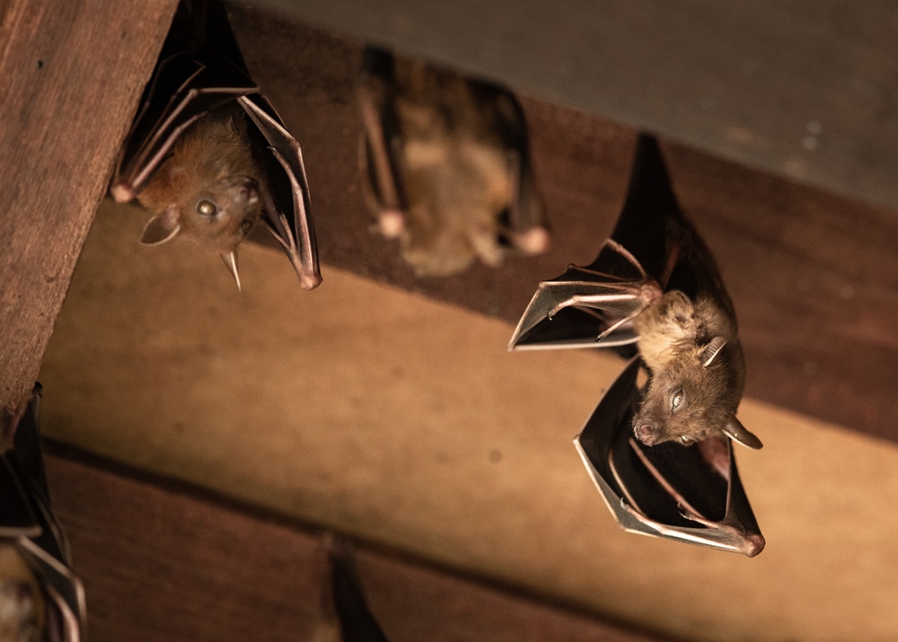 Humane Bat Removal