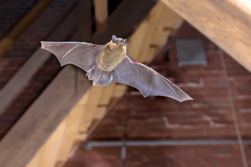 Bat flying in Attic