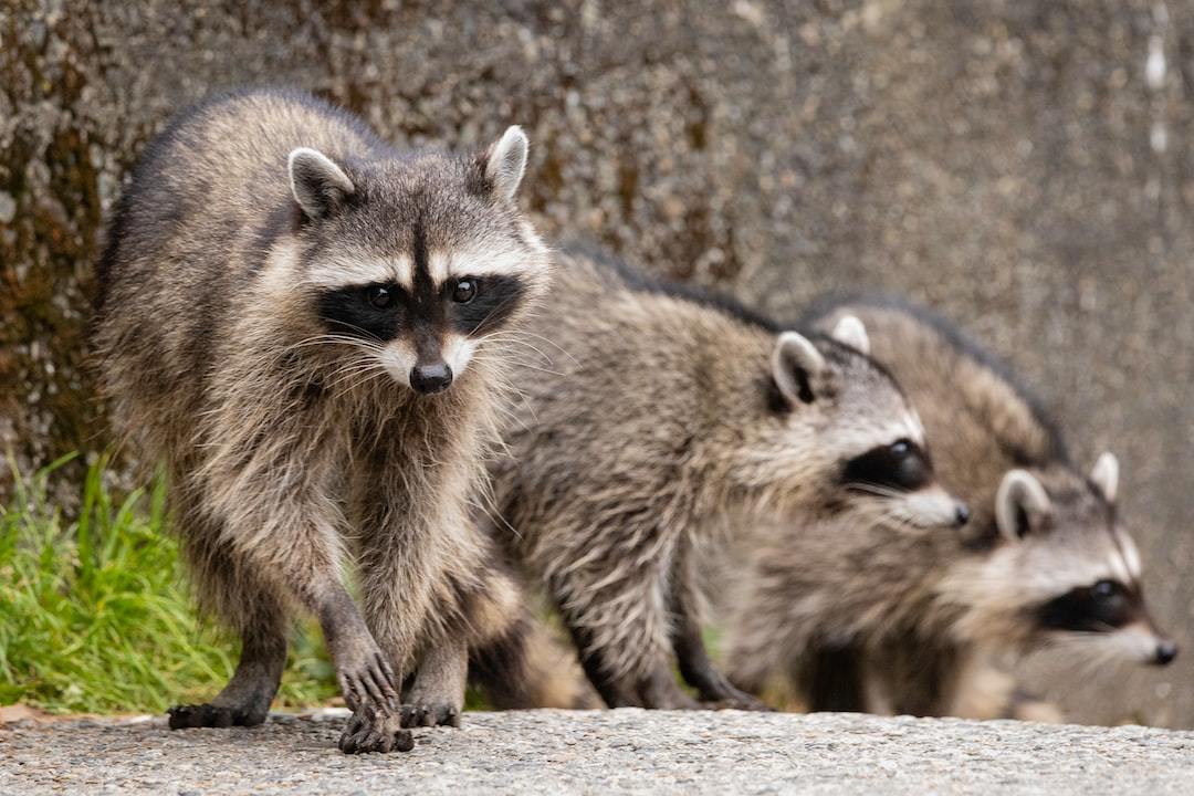How to get rid of raccoons