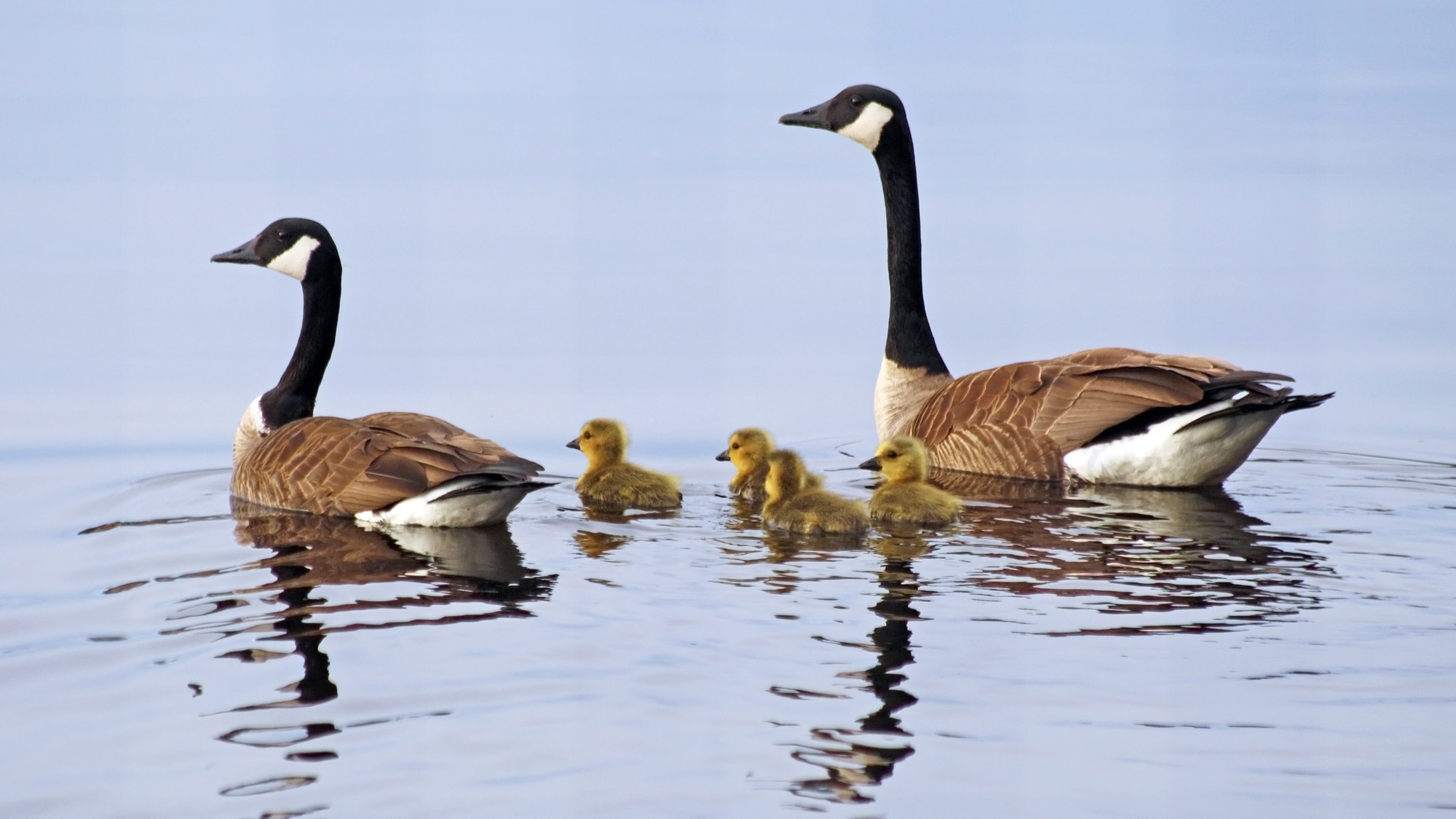 Why are geese protected?