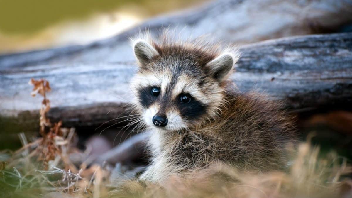 Baby Raccoons FAQ